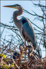 2-25-17 Wako with Nikonites-1-24.jpg