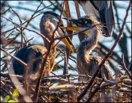 2-25-17 Wako with Nikonites-1-24.1.jpg