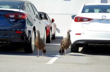 2017-02-26 Turkeys At Mazda Dealer - for upload.jpg