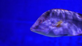 Tampa Aquarium-.jpg