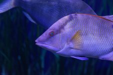 Tampa Aquarium-0911.jpg