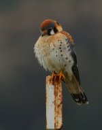 ROY_2408.JPG