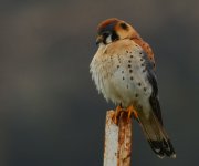 ROY_2409.JPG