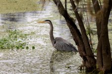 Lettuce Lake--5.jpg