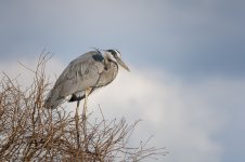 Lake Parker, Lakeland,FL--4.jpg