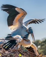 2-25-17 Wako with Nikonites-1-25.jpg
