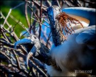 2-25-17 Wako with Nikonites-1-26.jpg