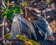 2-25-17 Wako with Nikonites-1-28.jpg