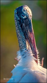 2-25-17 Wako with Nikonites-1-29.jpg