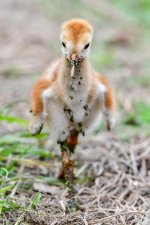 Sandhill Colt-1.jpg