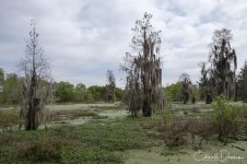 CircleB_Landscape_05.jpg