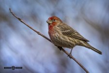 DHP_7800-Edit.jpg