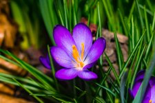 DSC_4011-1.jpg