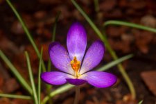 DSC_4024-3.jpg