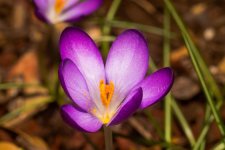 DSC_4025-4.jpg