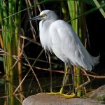 Egret.jpg