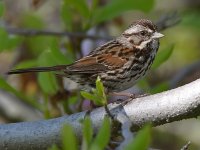 Sparrow2.jpg