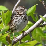 Sparrow3.jpg
