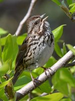 Sparrow4.jpg