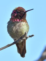 Hummer.jpg