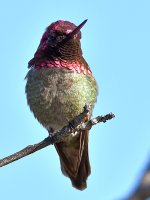 Hummer2.jpg