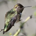 Hummer14.jpg