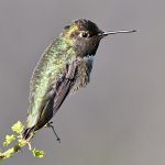Hummer17.jpg