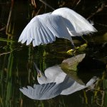 Egret2.jpg