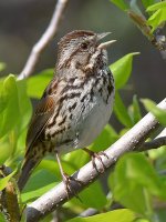 Sparrow5.jpg