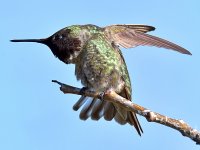 Hummer12.jpg
