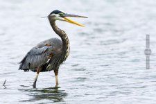 DHP_7871-Edit-2.jpg