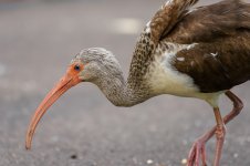 Lake Parker,FL--2.jpg