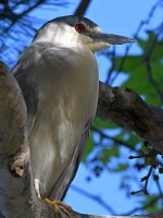BlackHeron.jpg