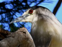 BlackHeron2.jpg
