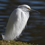 Egret4.jpg
