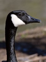 Goose2.jpg