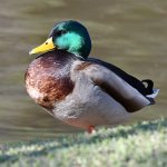 Mallard.jpg