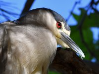 BlackHeron3.jpg