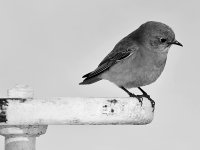 BluebirdBW.jpg
