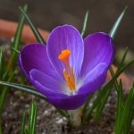 Crocus.jpg