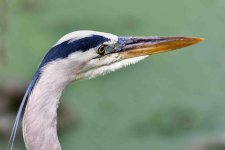 Heron Head-2.jpg