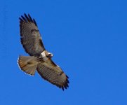 3-1-17-cr__D7K5879.jpg