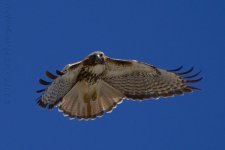 3-1-17-cr__D7K5887.jpg