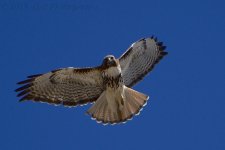 3-1-17-cr__D7K5889.jpg