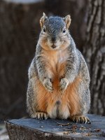 Squirrel.jpg