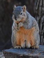 Squirrel2.jpg