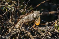 DSC_0457.jpg