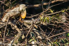 DSC_0459.jpg
