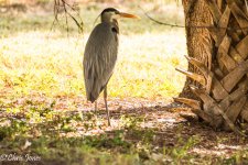 DSC_0475.jpg