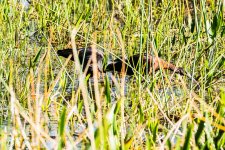 DSC_0492.jpg